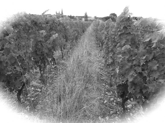 Vignes de Saumur